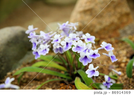 イワタバコの花 クリスタルアイス イワタバコの花 クリスタルアイス 86914369