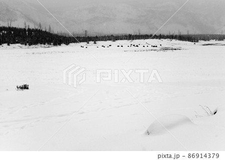 Yellowstone American Bison Herd Yellowstone American Bison Herd 86914379