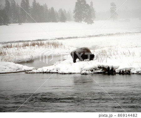 Yellowstone American Bison Yellowstone American Bison 86914482