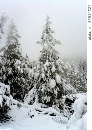 Yellowstone Winter Snow Yellowstone Winter Snow 86914520