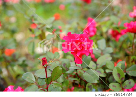 バラの花　パーマネントウエーブ 86914734