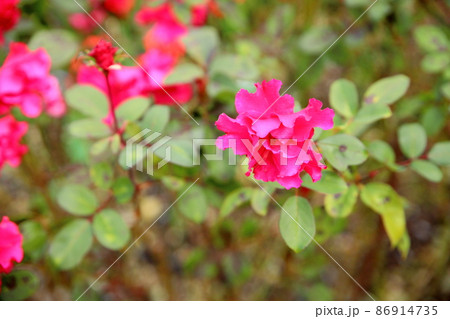 バラの花 パーマネントウエーブ バラの花 パーマネントウエーブ 86914735