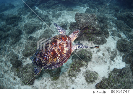 ウミガメ ウミガメ 86914747