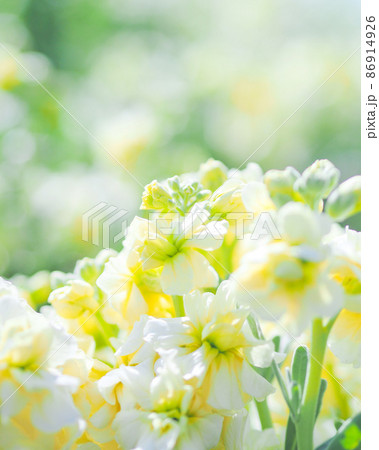 白間津花畑のストック(千葉県南房総市) 白間津花畑のストック(千葉県南房総市) 86914926