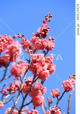 青空と満開の梅（大盃） 86914929