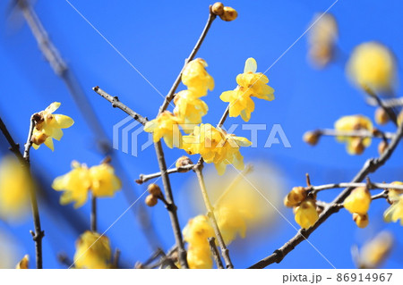 春を告げるとロウバイの花　 86914967