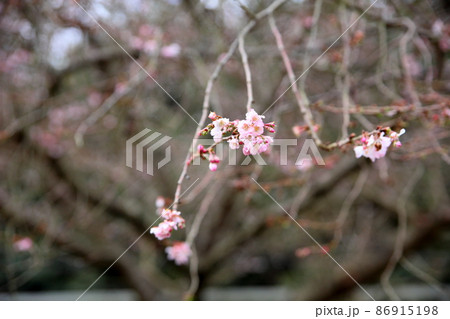 ジュウガツザクラの花 ジュウガツザクラの花 86915198
