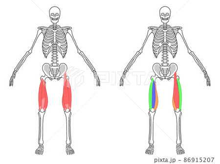 人間の全身骨格と大腿四頭筋 86915207