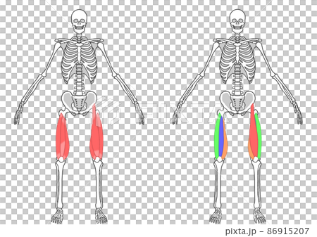 Human whole body skeleton and quadriceps 86915207