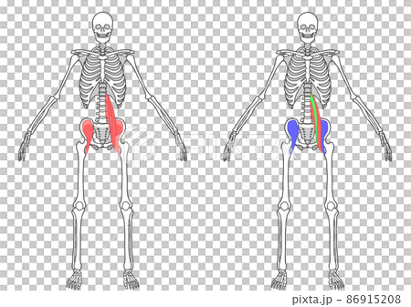 人間の全身骨格と腸腰筋 人間の全身骨格と腸腰筋 86915208