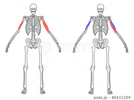 人間の全身骨格と上腕二頭筋 86915209