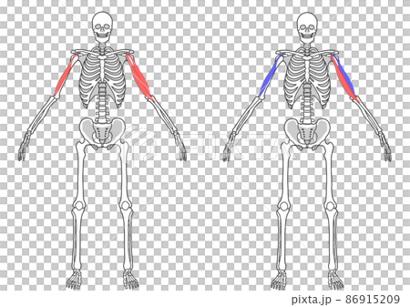 人間の全身骨格と上腕二頭筋 86915209