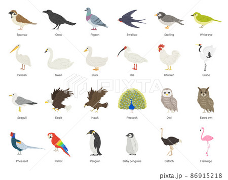 たくさんの種類の鳥類のイラストセット 86915218
