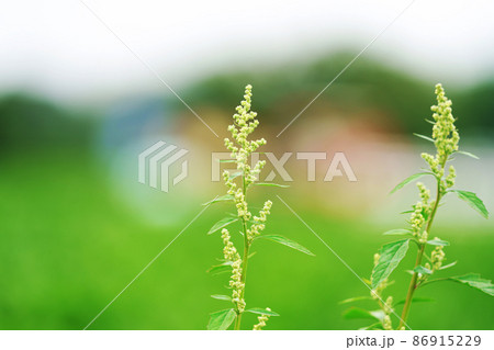 アカザ シロザ 植物 山野草 アカザ シロザ 植物 山野草 86915229