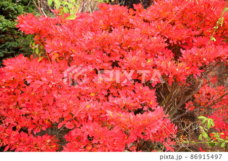 ドウダンツツジの紅葉 86915497