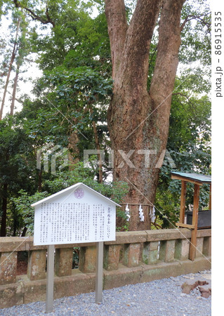 久能山東照宮の「金の成る木」 久能山東照宮の「金の成る木」 86915535