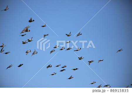 空を飛んでいる鳩 空を飛んでいる鳩 86915835