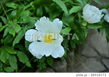 初夏の可憐な石楠花 初夏の可憐な石楠花 86916573