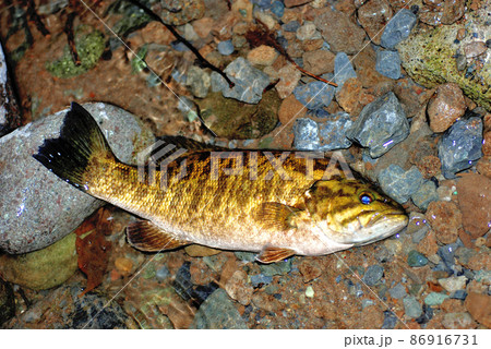 渓流域にも生息できる特定外来生物のコクチバス 86916731