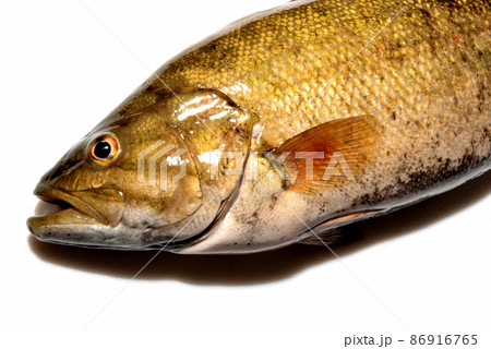 渓流域にも生息できる特定外来生物のコクチバス 86916765