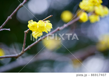 暗い木からの木洩れ日背景・若い蝋梅1 暗い木からの木洩れ日背景・若い蝋梅1 86917407