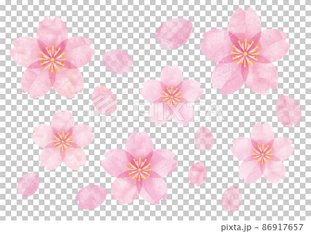 Sakura Sakura no Hana 08 Sakura Sakura no Hana 08 86917657
