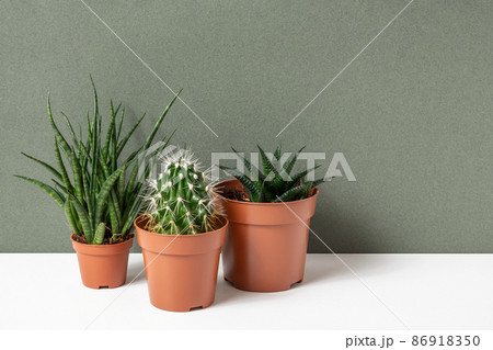 Home plants. Succulents and cactus in brown pots on table, green background. Close-up, Front view 86918350
