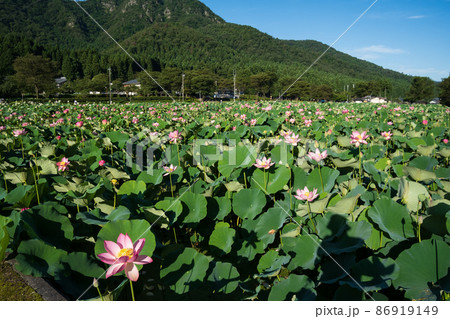 福井県今庄の花はす公園 86919149