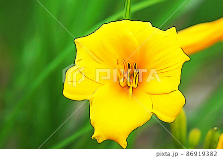 パステル調　”満開のエゾキスゲ”　イラストイメージ 86919382