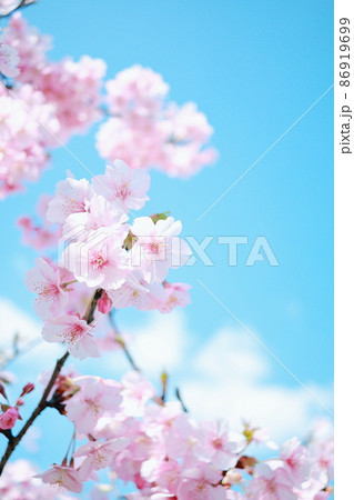 青空に映える河津桜 86919699