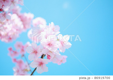 空に咲くピンク色の可愛い桜 86919700