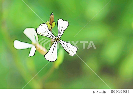 パステル調　”十字形の花　ルッコラ”　イラストイメージルッコラ 86919982