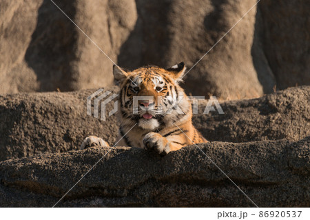 アムールトラの子1歳オス 86920537