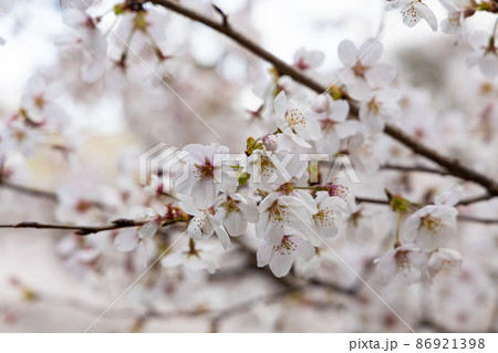 Eosrp 広島世羅 ぼやけた桜 の写真素材