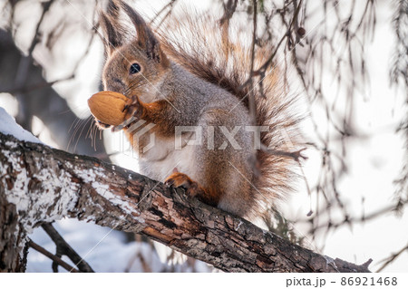 The squirrel with nut sits on tree in the winter or late autumn The squirrel with nut sits on tree in the winter or late autumn 86921468
