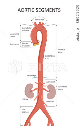 Aortic Segments. Diagrams depicting the ascending aorta and an overview of the aorta. Aortic Segments. Diagrams depicting the ascending aorta and an overview of the aorta. 86921929