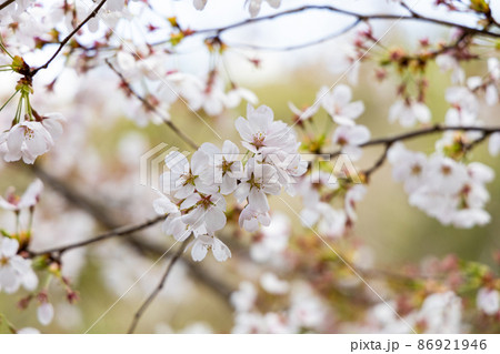 EOSRP.広島世羅、白桜ピント。 86921946