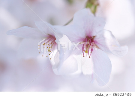 桜の花は遠景も花弁もなんと美しい事でしょうか 桜の花は遠景も花弁もなんと美しい事でしょうか 86922439