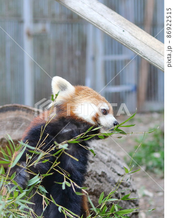 レッサーパンダ レッサーパンダ 86922515