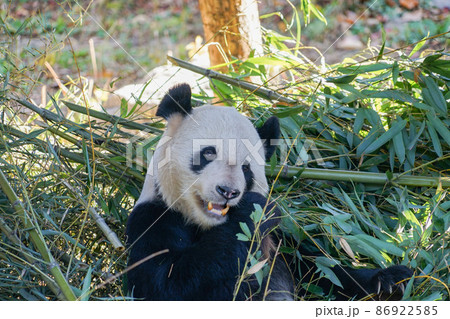 北京動物園のパンダ 86922585