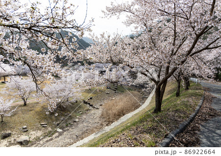 EOSRP.広島世羅、道向こうの桜。 EOSRP.広島世羅、道向こうの桜。 86922664
