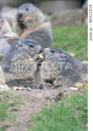 Marmot (Marmota) 86922818