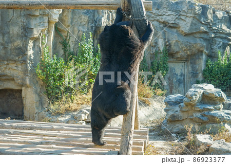 ツキノワグマ 86923377
