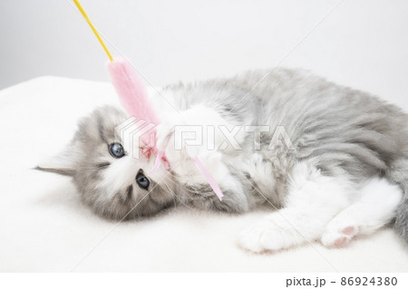 猫じゃらしに抱きつく子猫 86924380