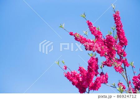 紅色の桃の花を青空を背景にクローズアップして写す 紅色の桃の花を青空を背景にクローズアップして写す 86924712