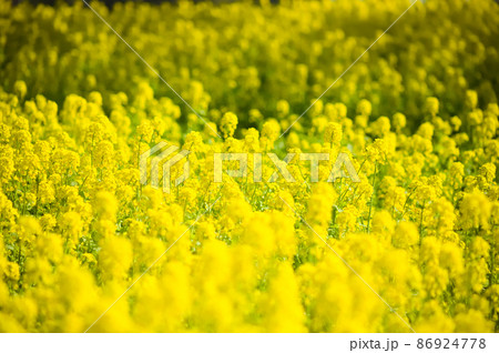 一面に咲く満開の菜の花　 86924778