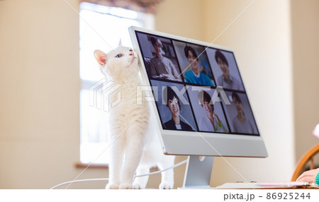 オンラインミーティング テレワークと猫 オンラインミーティング テレワークと猫 86925244