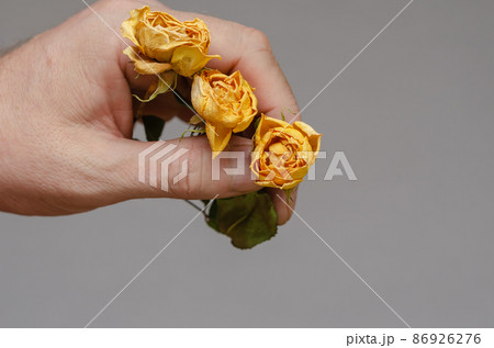 Fading flowers. Three small yellow roses in a man's hand. 86926276