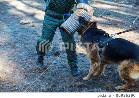 The middle section of a man's body and a German Shepherd. The pet attacks the instructor and bites on the special sleeve. 86926290