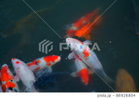 資料写真　池の鯉 86926804